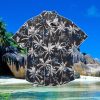 Dallas Cowboys NFL Black Floral Hawaiian Shirt Special Gift For Fans Product Photo 1